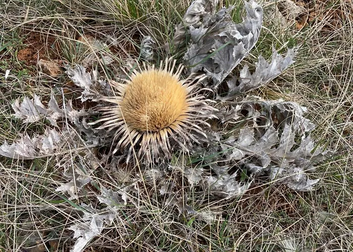 Le Gite Du Larzac A Brunas
